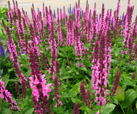 S7202 Шалфей дубравный Nemorosa New Dimension Rose 5шт.