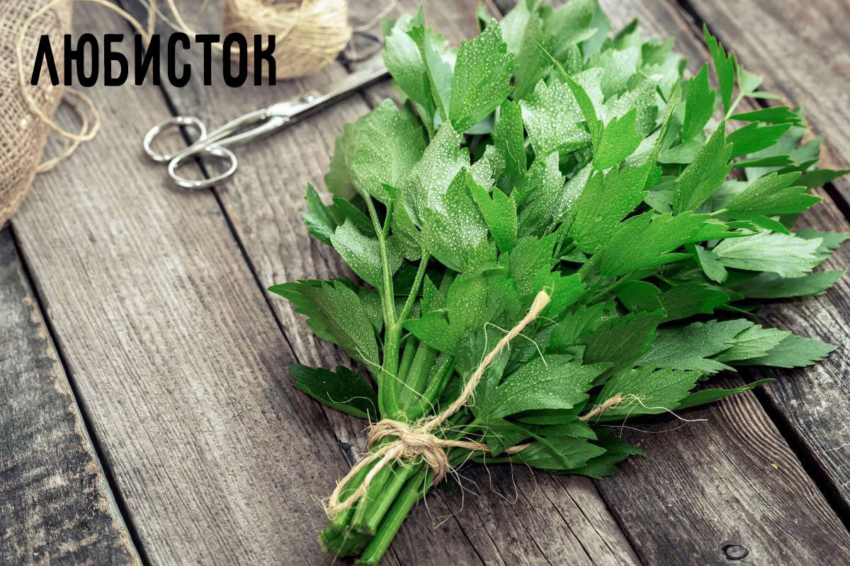 Levisticum officinalis польза и вред