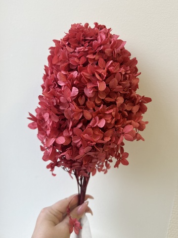 Гортензия стаб. пирамидальная Темно-красный