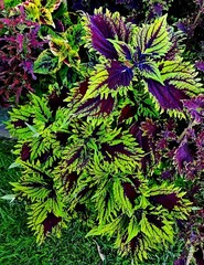 Мистика колеус КСР