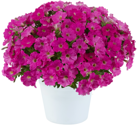 32203 Петуния CAPELLA ROSE (ВЕСНА 2025)
