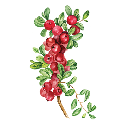 Сироп Брусника ProffSyrup