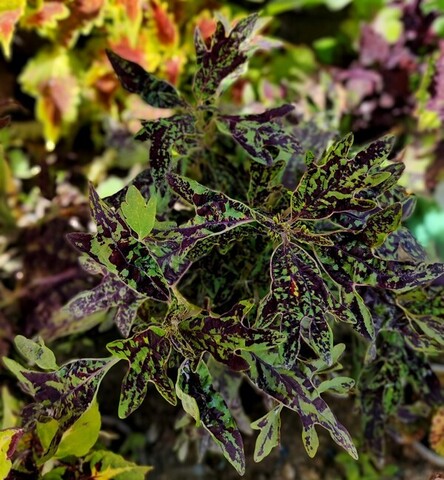 Расколотые сны колеус КСР