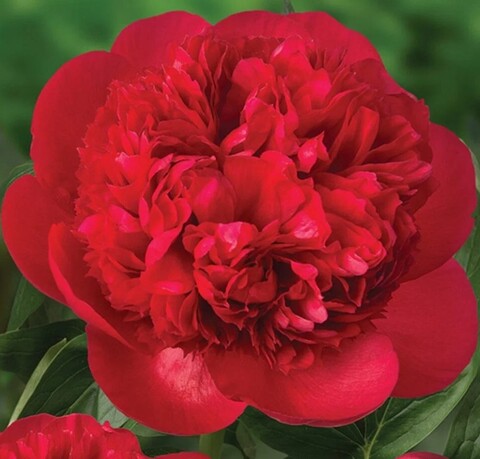 Пион межвидовой гибрид Диана Паркс