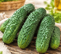 Огурцы среднеплодные БИО / 500 гр