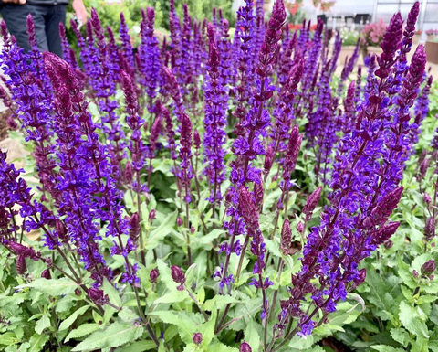 S7203 Шалфей дубравный Nemorosa Salvatore Blue 5шт.