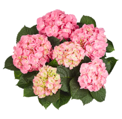 Гортензия крупнолистная (Macrophylla) Marine Pink 12 шт.