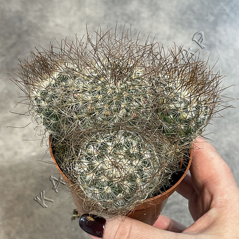 Маммиллярия Микс1 d8