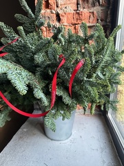 Нобилис - 1 ветка