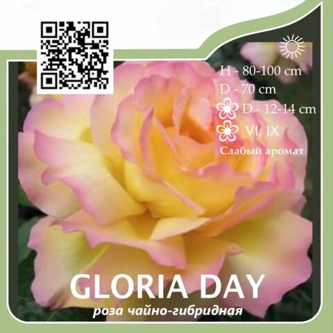 Роза чайно-гибридная 