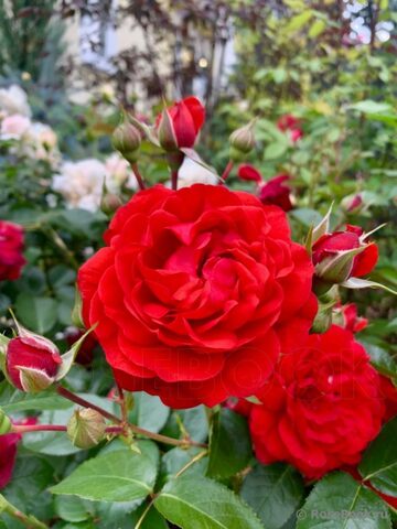 Скарлет Боника (Scarlet BONICA)