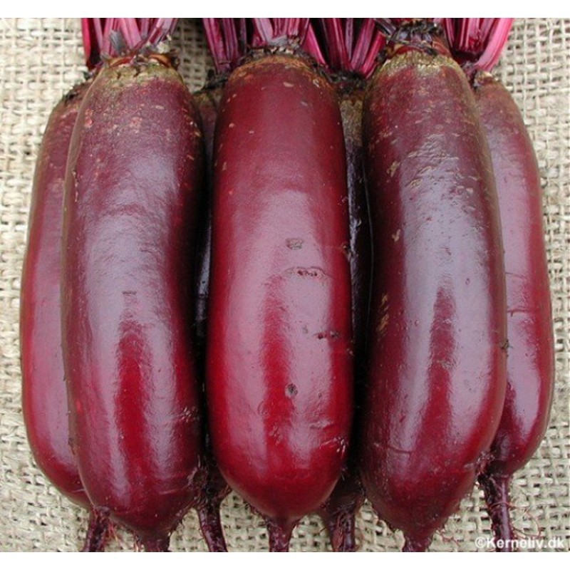 Сорт свеклы червона кула. Семена свекла египетская плоская. Свекла кариллон. Лучшие сорта свеклы для средней полосы. Свекла столовая египетская плоская.