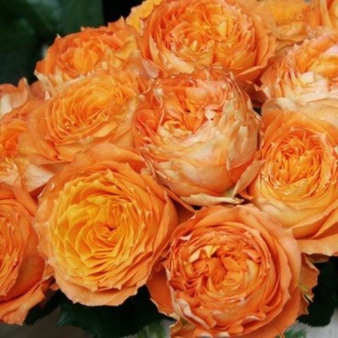 Оранж Романтика (Orange Romantica)