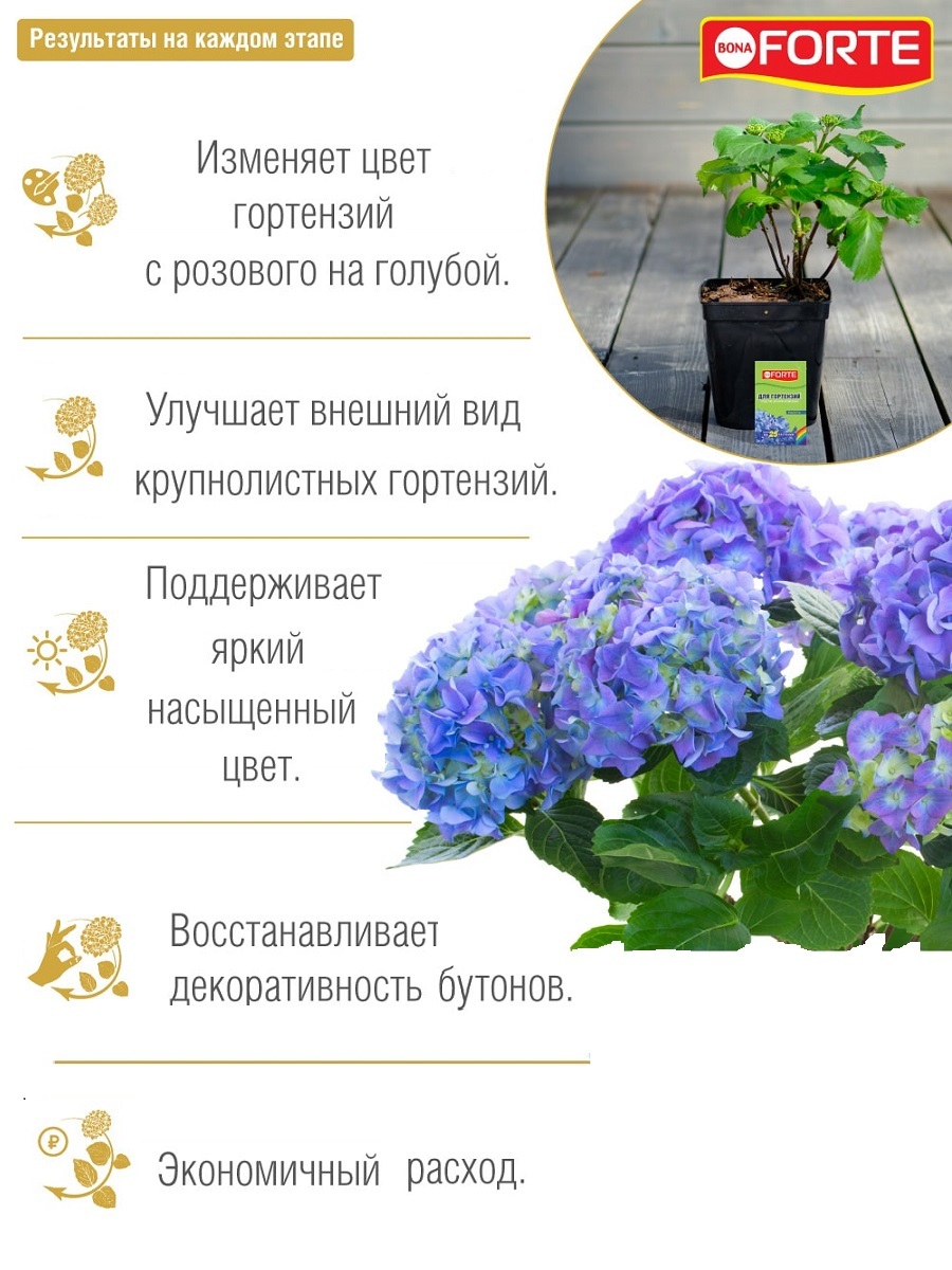 Полить гортензию для цвета