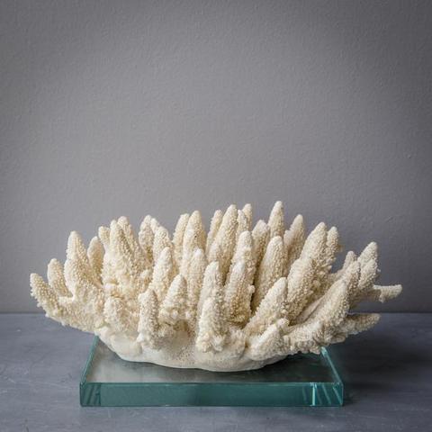 Пальчиковый коралл (Finger coral)