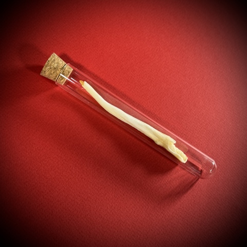 Бакулюм волка в стеклянной колбе