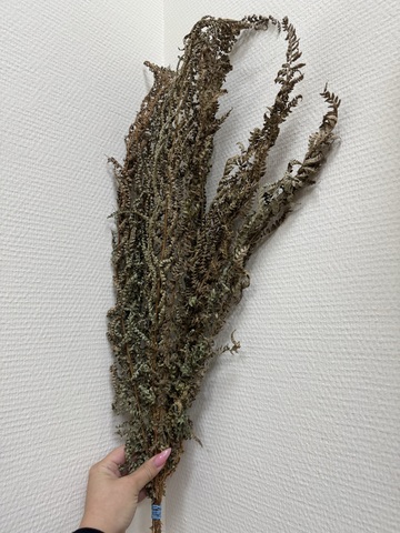 Папоротник сухоцвет Коричнево-зеленый