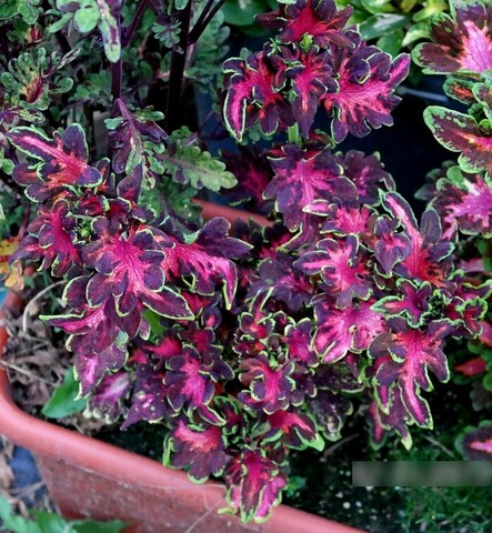 Морская волна UO колеус КСР