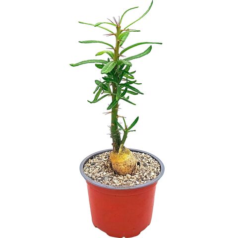 Живой суккулент Pachypodium Succulentum (Пахиподиум Суккулентный) в горшке с грунтом