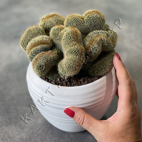 Нотокактус Ленингхауза Кристата d15 в Белой Керамике