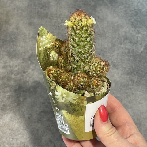 Маммиллярия Элонгата Ангунея d7