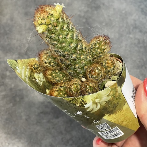 Маммиллярия Элонгата Ангунея d7