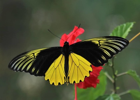 Бабочка золотая птицекрылка