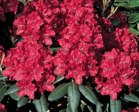 Рододендрон гибридный Бузуки