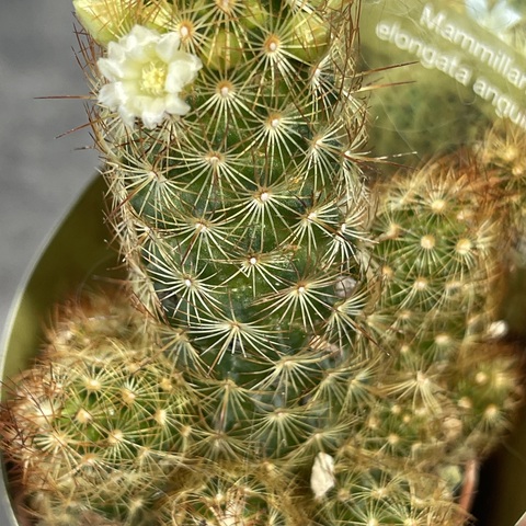 Маммиллярия Элонгата Ангунея d7