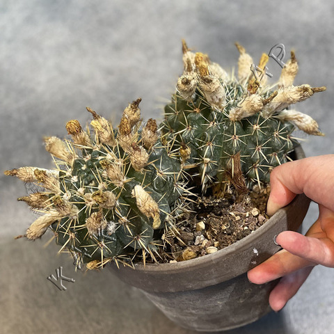Нотокактус Субмаммолозус в Керамике d17