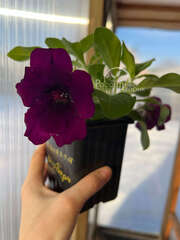 Петуния Capella Mulberry