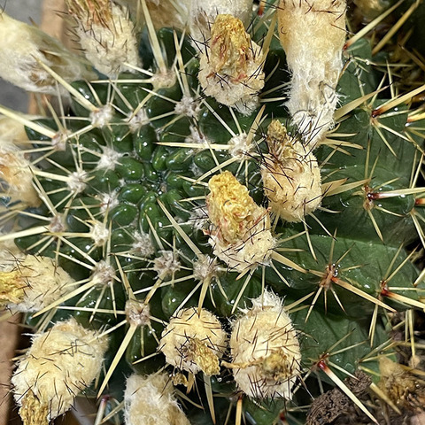 Нотокактус Субмаммолозус в Керамике d17