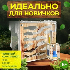 муравьиная ферма