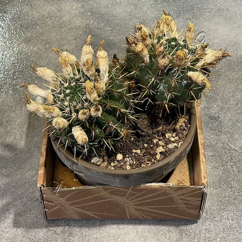 Нотокактус Субмаммолозус в Керамике d17