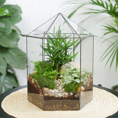 Готовый флорариум бонсай Подокарпус Хижина