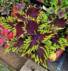 Мистика колеус КСР