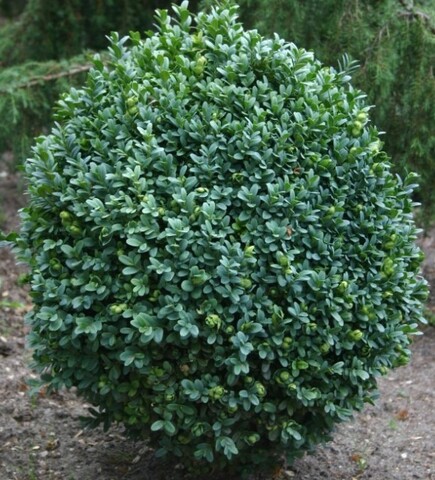 Самшит вечнозеленый