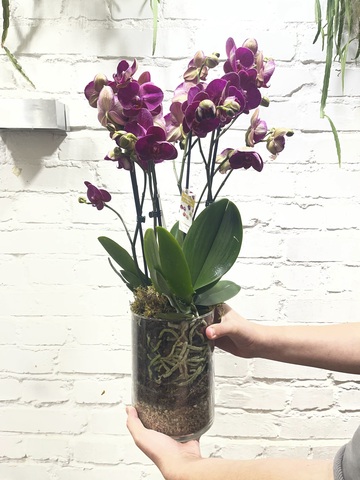 Композиция из фаленопсисов «Бордо»