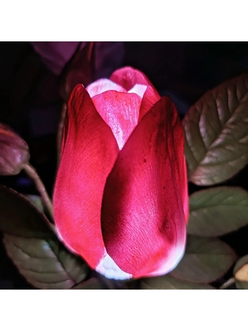 Молд пластиковый+Вайнер силиконовый 