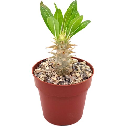 Живой суккулент Pachypodium Densiflorum (Пахиподиум Денсифлорум или Густоцветковый) в горшке с грунтом