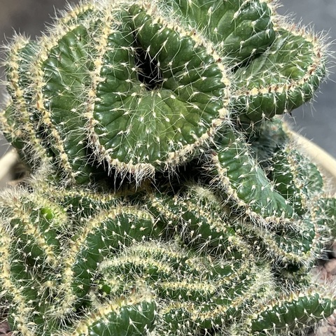 Опунция Цилиндрика кристата в керамике d15