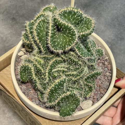 Опунция Цилиндрика кристата в керамике d15