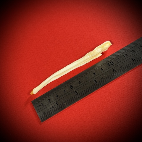 Бакулюм волка в стеклянной колбе