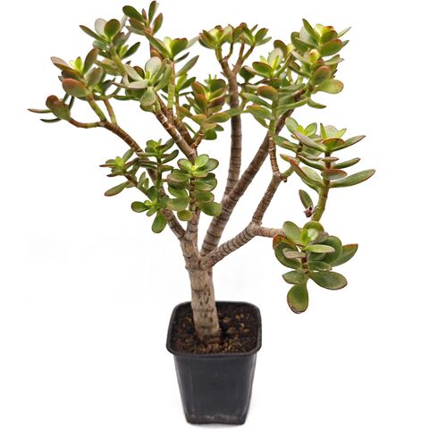 Суккулент Крассула Обликва Минима 984070