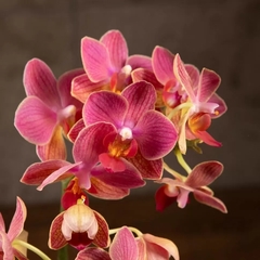 Силиконовый вайнер 