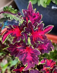 Морская волна UO колеус КСР