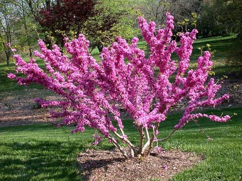 Teofrast Церцис канадский Cercis canadensis