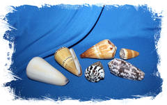 Набор морских ракушек Конус разные виды
