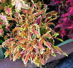 Honey Love Тай колеус