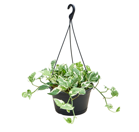 Эпипремнум N'Joy